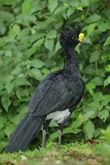 Crax: Great Curassow Crax rubra Male A large pheasant-like