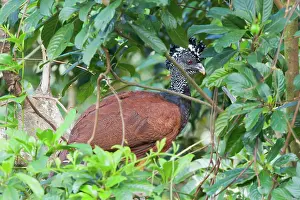 Arenal: Great Curassow (female)