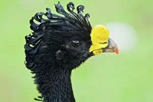 Arenal: Great Curassow (male)