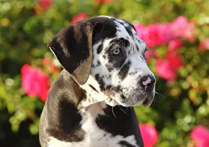 Westphalian: Great Dane, Canary Mastiff mongrel, puppy, 10 weeks