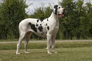 Danes: Great Dane Dog outdoors