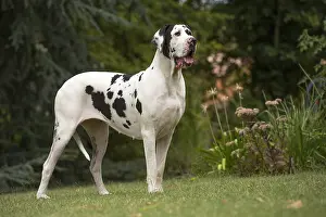 Danes: Great Dane Dog outdoors