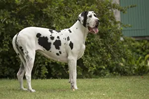 Danes: Great Dane Dog outdoors