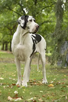 Danes: Great Dane Dog outdoors