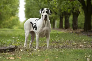 Danes: Great Dane Dog outdoors