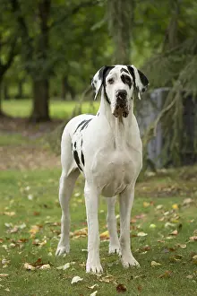 Danes: Great Dane Dog outdoors