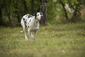 Danes: Great Dane Dog outdoors