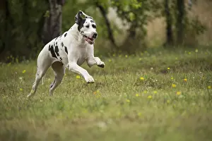 Danes: Great Dane Dog outdoors