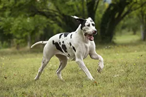 Danes: Great Dane Dog outdoors