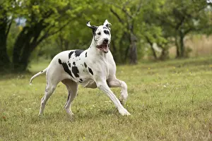 Danes: Great Dane Dog outdoors
