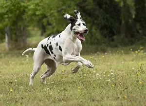 Danes: Great Dane Dog outdoors