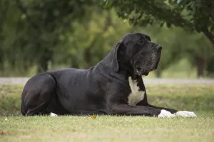 Danes: Great Dane Dog outdoors