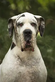 Danes: Great Dane Dog outdoors
