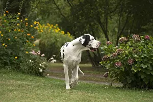 Danes: Great Dane Dog outdoors
