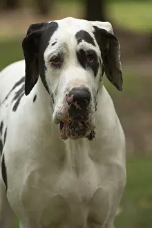 Danes: Great Dane Dog outdoors