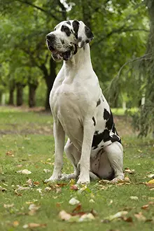 Danes: Great Dane Dog outdoors