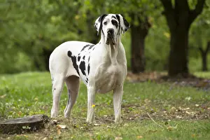 Danes: Great Dane Dog outdoors