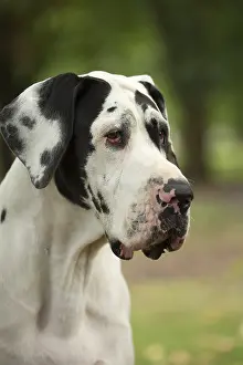 Danes: Great Dane Dog outdoors