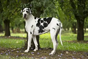 Danes: Great Dane Dog outdoors