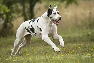 Danes: Great Dane Dog outdoors