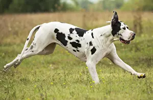 Danes: Great Dane Dog outdoors