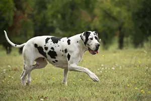 Danes: Great Dane Dog outdoors