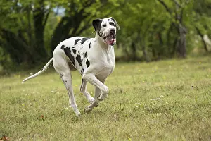 Danes: Great Dane Dog outdoors