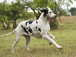 Danes: Great Dane Dog outdoors