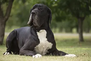 Danes: Great Dane Dog outdoors