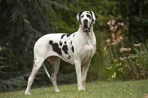 Danes: Great Dane Dog outdoors