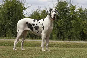 Danes: Great Dane Dog outdoors
