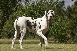 Danes: Great Dane Dog outdoors