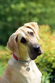 Disc: Great Dane Dog - puppy