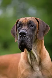 Dogge: Great Dane - also known as Deutsche Dogge