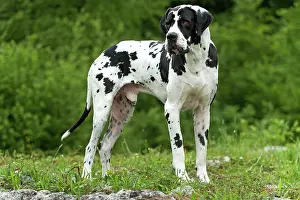 Dogge: Great Dane - also known as Deutsche Dogge