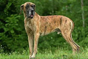 Dogge: Great Dane - also known as Deutsche Dogge