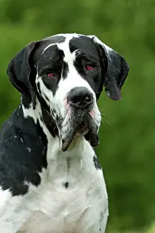 Dogge: Great Dane - also known as Deutsche Dogge