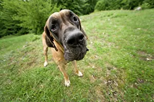 Dogge: Great Dane - also known as Deutsche Dogge