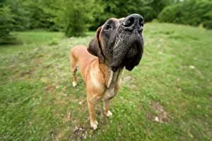 Dogge: Great Dane - also known as Deutsche Dogge