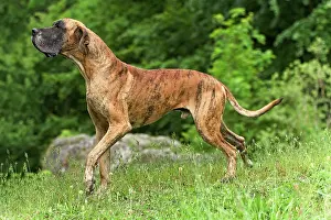 Dogge: Great Dane - also known as Deutsche Dogge
