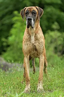 Dogge: Great Dane - also known as Deutsche Dogge