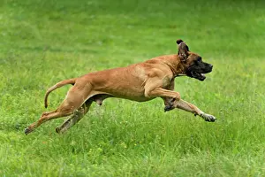 Dogge: Great Dane - also known as Deutsche Dogge