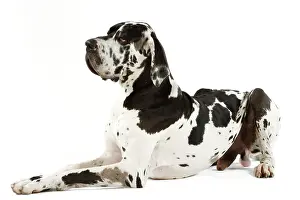 Dogge: Great Dane. Also known as German Mastiff / Deutsche