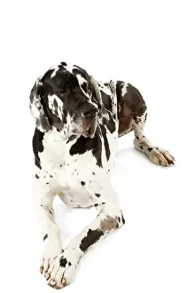 Dogge: Great Dane. Also known as German Mastiff / Deutsche