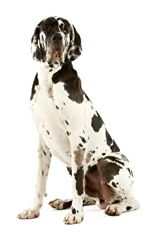 Dogge: Great Dane. Also known as German Mastiff / Deutsche