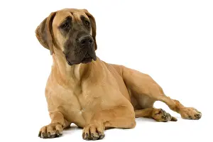 Dogge: Great Dane. Also known as German Mastiff / Dogue