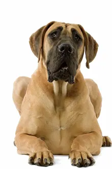 Dogge: Great Dane. Also known as German Mastiff / Dogue