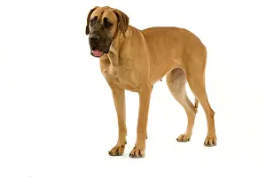 Dogge: Great Dane. Also known as German Mastiff / Dogue