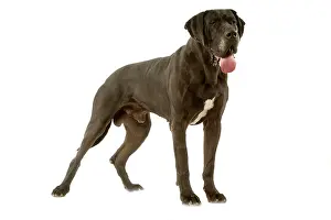 Dogge: Great Dane. Also known as German Mastiff / Dogue