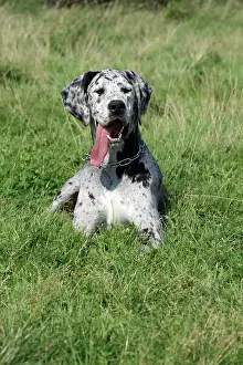 Dogge: Great Dane, lying on a meadow Deutsche Dogge (Tigerdogge)
